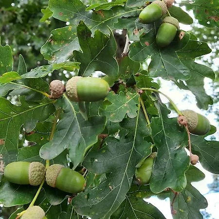 't Edelhert 펜션 넌스피트