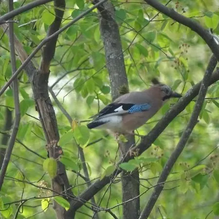 't Edelhert Nunspeet