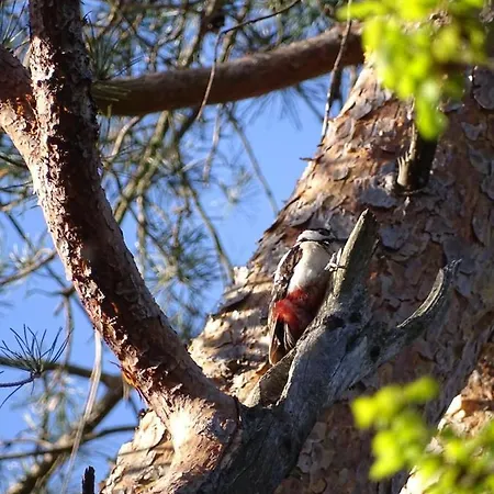 't Edelhert 펜션 *