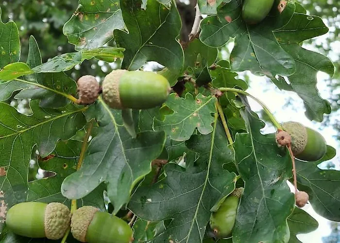 't Edelhert Сasa de vacaciones Nunspeet