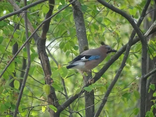 't Edelhert Nunspeet