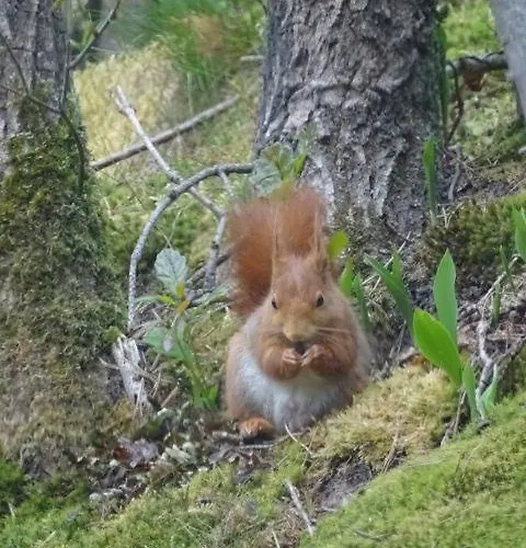 't Edelhert Dom wakacyjny