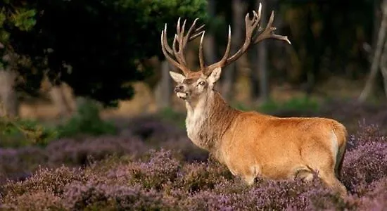 't Edelhert Dom wakacyjny