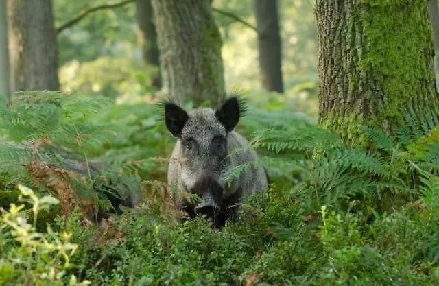 't Edelhert Nunspeet