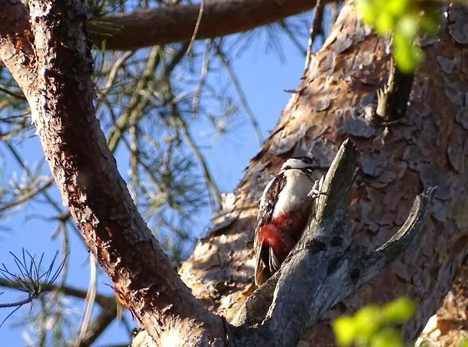 't Edelhert Dom wakacyjny *