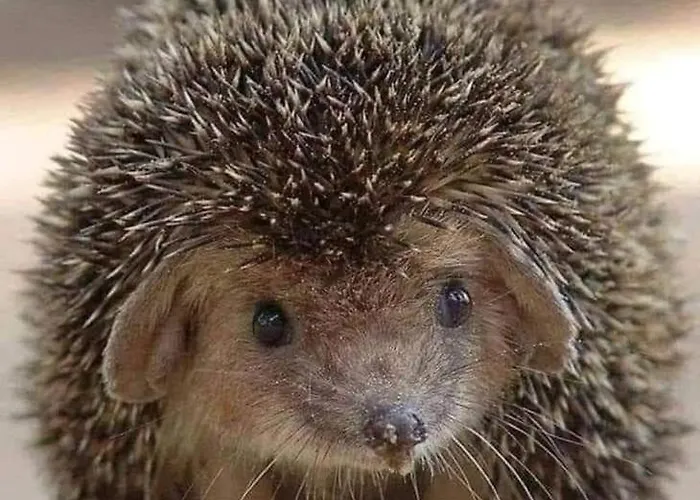 Сasa de vacaciones 't Edelhert *