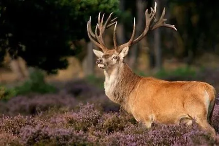 't Edelhert Tatil Evi